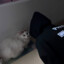 Feliks