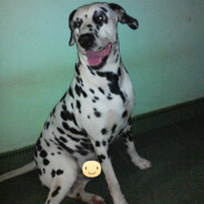 CONG CHUA TINH NGHICH