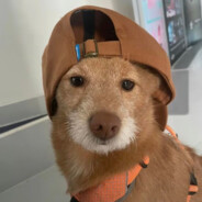 大黄下雨要回家