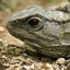 TorpidTuatara