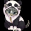 pandacat