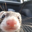 fert