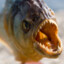 oleksandr_fish
