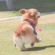 神厨小福贵