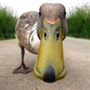 FREAKY duck