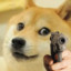 csontigergo