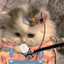 琴琴想在翊坤宫养猫