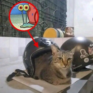 Gato? Lo no conozco senhor!