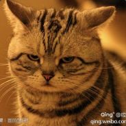 高呼吾名韩庆栓