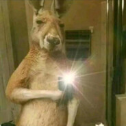 青蛙不会自由泳