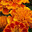 goldenmarigold