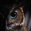 Owl_26