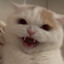 Кототик