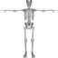 SKELETON