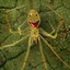 HappyFaceSpider