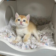 你的对手是11岁的我