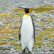penguin