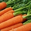 TheCarrot