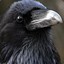 TiredBirdWitch