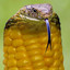 Cornbra