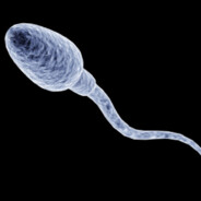 Сперматозоид