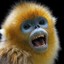 Golden Snub Nosed Monkey