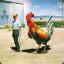 Capt Rooster