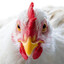 Chris P. Chicken