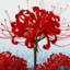 Lycoris