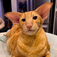 Archimedes