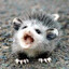 DOHLIY OPOSSUM