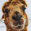 Alpaca.