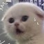 薛定谔的猫