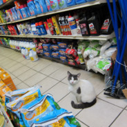 bodega cat