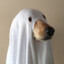 spooky dog