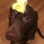 butterdog