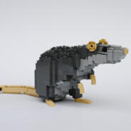 Rat