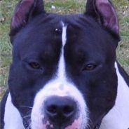 Aмstaff|●●●|[DK]