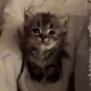 miau