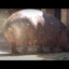 Hippopotamus pooping