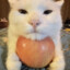 catapple