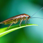 绝情性感母蟑螂