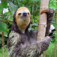 НУРДИН СОВЕТОВИЧ