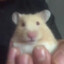 Hamster &lt;3