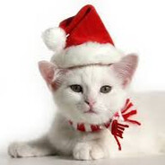 Cat Velk.ca