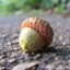 Acorn of Despair