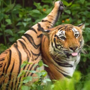 TigerCode
