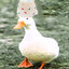 crazy duck