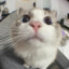 kote