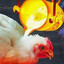 Lava Chicken